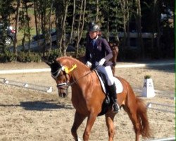 dressage horse Domenik 18 (Hanoverian, 2009, from Don Henrico)