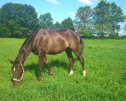 horse Brinell (Hanoverian, 2011, from William)