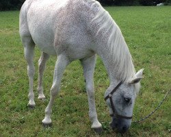 Pferd Candidus (Holsteiner, 1994, von Celano)