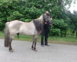 stallion Alessio (Tarpan, 1997, from Amigo)