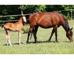 broodmare Coco AT (German Riding Pony, 2009, from Clooney AT)