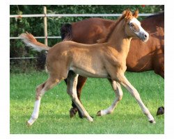 Dressurpferd Monet Lm (Deutsches Reitpony, 2015, von FS Mr. Right)