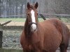 broodmare Desteny (Hanoverian, 2003, from Don Vino)