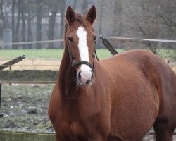 broodmare Desteny (Hanoverian, 2003, from Don Vino)