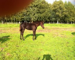 broodmare Daisy (Hanoverian, 2015, from Dubarry 41)