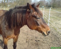 Zuchtstute Makita (Deutsches Reitpony, 1992, von Magnum)