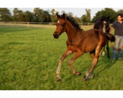 dressage horse Fabergé (Hanoverian, 2015, from Follow Me OLD)