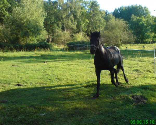 stallion Great Friedrich Junior (Missouri Fox Trotter, 1996)