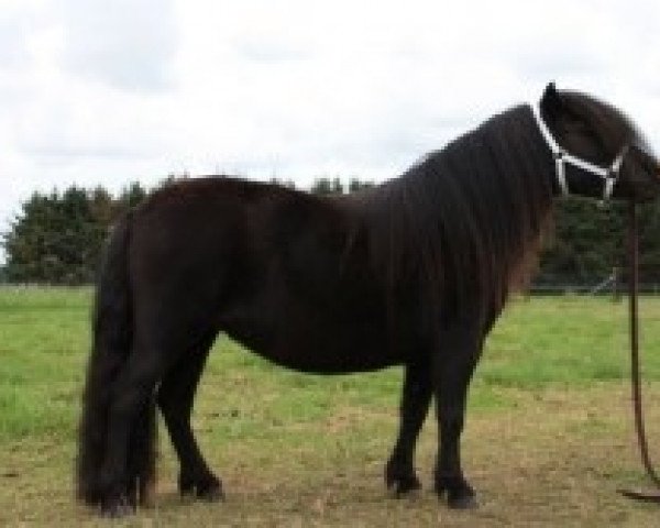 broodmare Camora V.d. Buitenweg (Shetland Pony, 2009, from Othello van de Veldhoeve)