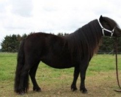 Zuchtstute Camora V.d. Buitenweg (Shetland Pony, 2009, von Othello van de Veldhoeve)