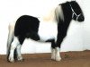 Deckhengst Pinto v.d. Olde Maten (Shetland Pony,  , von Parlington Gucci)