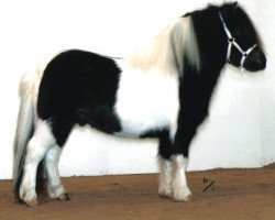 stallion Pinto v.d. Olde Maten (Shetland Pony,  , from Parlington Gucci)