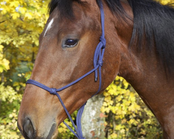 dressage horse Bjarki (Trakehner, 2013, from Iskander)