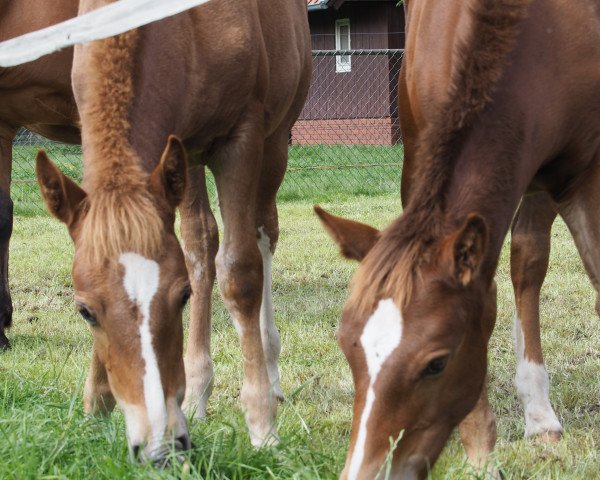 horse Stute von Natural (Freiberger, 2015)