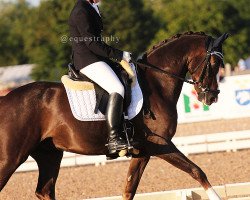 dressage horse Armando (German Riding Pony, 1998, from Pitchwood Moonshine)