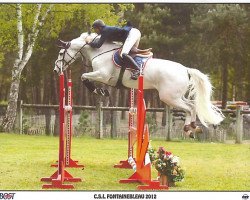 horse Calva Mury Marais (Zangersheide riding horse, 1998, from Calvin Z)