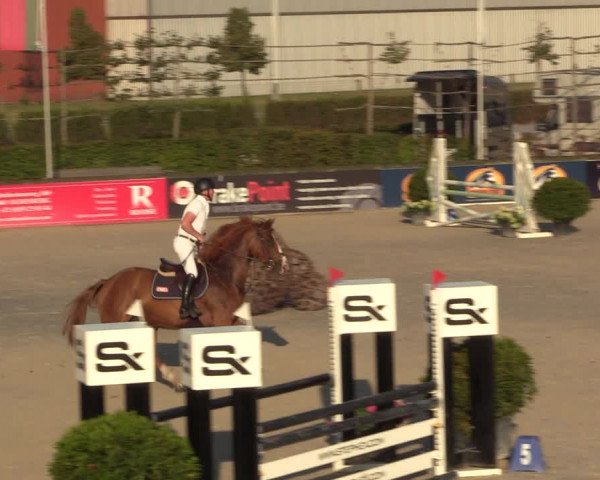 Gold +Cyclus Jonge Paarden in Lier (BEL) 2020