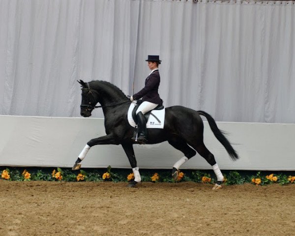 stallion Rockford (Westphalian, 2002, from Rubin Royal OLD)