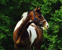 dressage horse Sanya 4 (Oldenburg, 2010, from Sanyo)