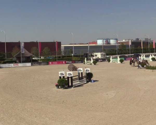 Gold +Cyclus Jonge Paarden in Lier (BEL) 2020