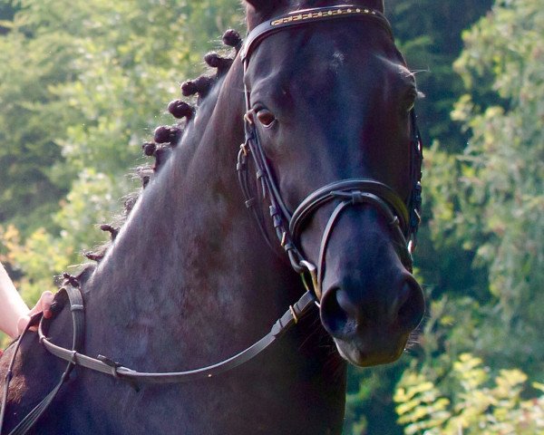 horse Chello van het Meerdaalhof (Belgian Warmblood, 2002, from Ferro)