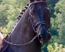 horse Chello van het Meerdaalhof (Belgian Warmblood, 2002, from Ferro)