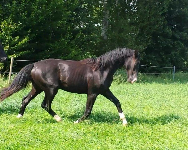 stallion Glenfiddich (Oldenburg, 2014, from Grey Flanell)