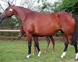 broodmare Melodie de Semilly (Selle Français, 2000, from Eyken des Fontenis)