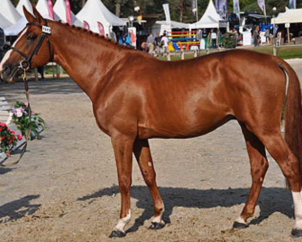 stallion Quebracho Semilly (Selle Français, 2004, from Le Tôt de Semilly)