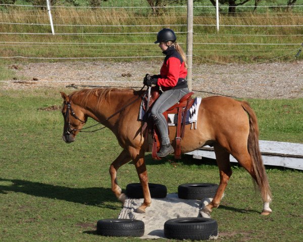 Pferd BestBreed Mustang Lightning (Mustang, 2009, von BestBreed Mustang Stormy)