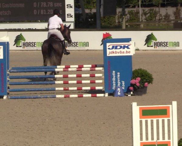 Gold +Cyclus Jonge Paarden in Lier (BEL) 2020