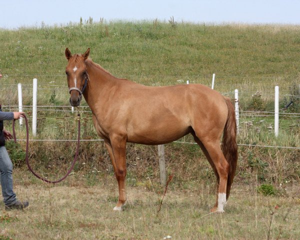 horse BestBreed Mustang Zia (Mustang, 2013, from BestBreed Mustang Stormy)