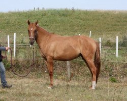 Pferd BestBreed Mustang Zia (Mustang, 2013, von BestBreed Mustang Stormy)