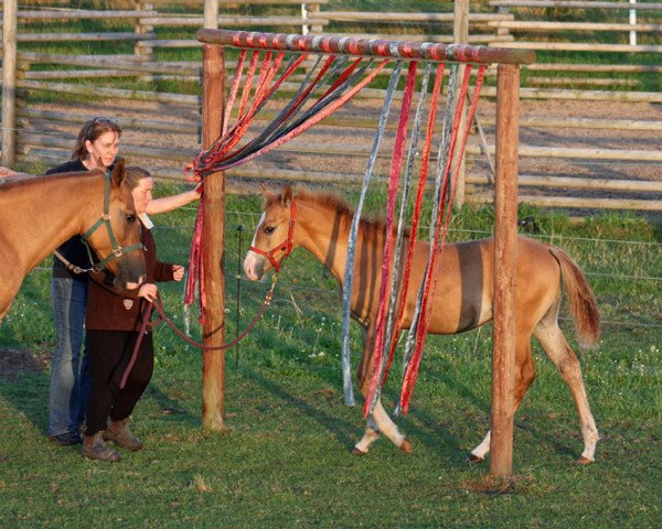 horse BestBreed Mustang Blizzard (Mustang, 2015, from BestBreed Mustang Hurricane)