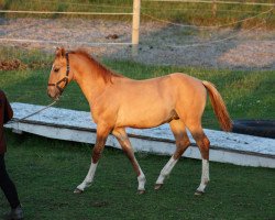 Pferd BestBreed Mustang Avalanche (Mustang, 2015, von BestBreed Mustang Hurricane)