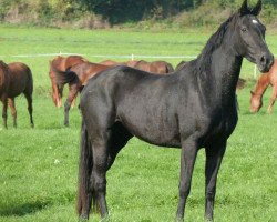 dressage horse Flettrich (Rhinelander, 2011, from Flatrate)