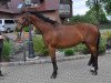 Springpferd Barsony (Ungarisches Warmblut, 2005, von Mefiszto I-18)