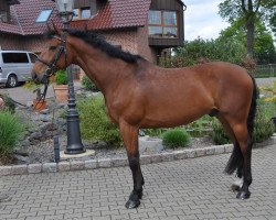 jumper Barsony (Hungarian Warmblood, 2005, from Mefiszto I-18)