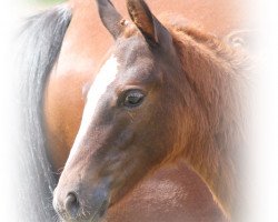 jumper Madonna AK (German Riding Pony, 2015, from Spring Star's Spirit)