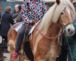 broodmare Belladonna H. (Haflinger, 2008, from Almbube)