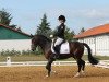 dressage horse Pomellato (German Riding Pony, 2008, from FS Pearcy Pearson)