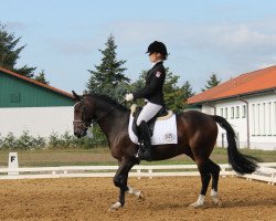 dressage horse Pomellato (German Riding Pony, 2008, from FS Pearcy Pearson)