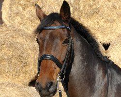 Springpferd Corry keep cool (Deutsches Reitpferd, 1996, von Corretto)