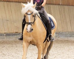 dressage horse Dusty B 2 (Rhinelander, 1995, from Dancer Gold B)