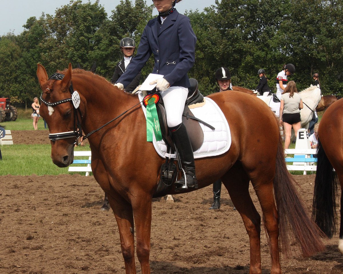 dressage horse Java Surprise (Pony without race description, 2001)