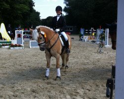 dressage horse Monty Python 26 (Haflinger, 1998, from Mondego (3,125% ox))