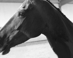 jumper Infinity's Lady (Oldenburg show jumper, 2006, from Incolor)