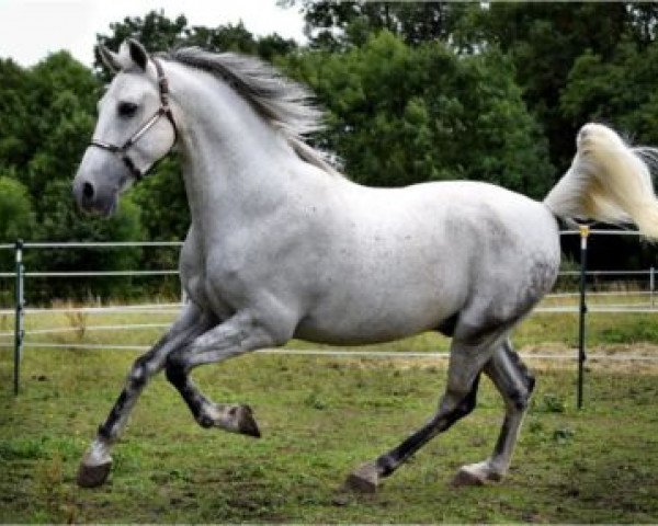 horse Spanier (Andalusians/horse of pure Spanish race, 2007)