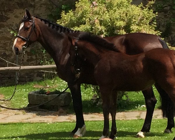 Pferd Kreston Bates (KWPN (Niederländisches Warmblut), 2015, von Jimtown)