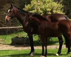 horse Kreston Bates (KWPN (Royal Dutch Sporthorse), 2015, from Jimtown)